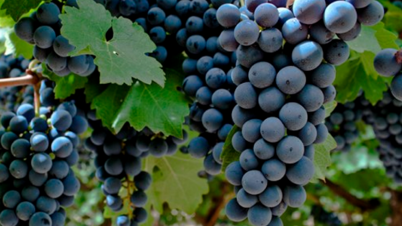 Semana del Bonarda: una variedad con historia, presente y futuro